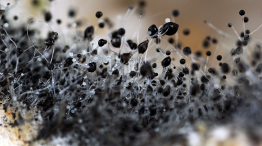 Իրաքում առնվազն 2 մարդ է մահացել «սև բորբոսից»