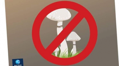 Ի՞նչ անել սնկից թունավորումներից և հետագա բարդություններից խուսափելու նպատակով