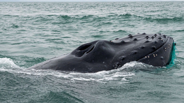 Ջրասուզակը հայտնվել է կետի բերանում և ողջ մնացել