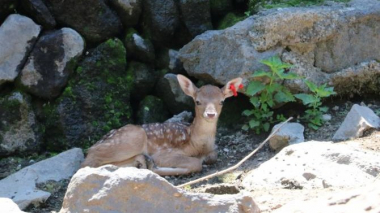 Երևանի կենդանաբանական այգում ծնվել է եվրոպական արու եղնիկ