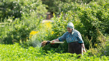 Դիտված բարձր ջերմաստիճանների և տեղումների անբավարարության հետևանքով հանրապետությունում մշակաբույսերի աճի և զարգացման համար ստեղծվել են անբարենպաստ պայմաններ