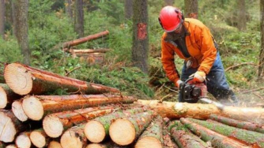 Ավագանու անդամ Լիլիթ Կիրակոսյանը տագնապալի է համարում ապօրինի ծառահատումները Դալմայի այգիներում