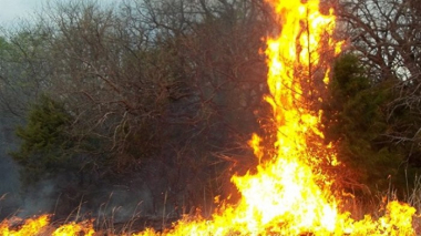 Այրվել է մոտ 110 հա խոտածածկ տարածք