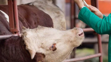 «Գյուղատնտեսական ծառայությունների կենտրոնը» անասնապահներին, համայնքի ղեկավարներին հորդորում է պատասխանատվությամբ մոտենալ պատվաստումներին