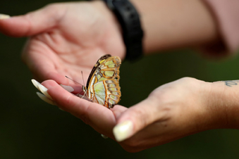 Բրիտանացիներին մտահոգում է թիթռների քանակի նվազումը