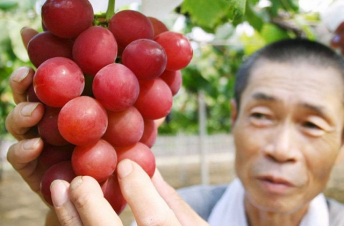 «Հռոմեական ռուբին» հազվագյուտ տեսակի խաղողի ողկույզը վաճառվել է  12.700 դոլարով