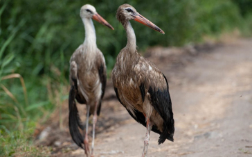 Արագիլների աղտոտման խնդիրը գտնվում է շրջակա միջավայրի նախարարության ուշադրության կենտրոնում
