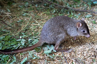 Մոսկվայի կենդանաբանական այգում հազվագյուտ տեսակի կենգուրու է ծնվել