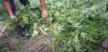 Հայտնաբերվել է 626 հատ կանեփի բույս․ Ախուրյանի ոստիկանների բացահայտումը