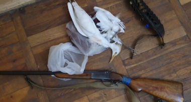 Արտաշատի ոստիկանները որսագողություն են բացահայտել ու թմրամիջոցներ հայտնաբերել