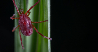 Թբիլիսիում կոնգո-ղրիմյան տենդից կին է մահացել