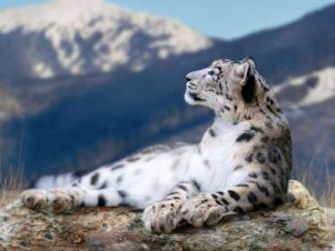 Ընձառյուծի Կովիդ 19-ը  թեստը դրական է եղել