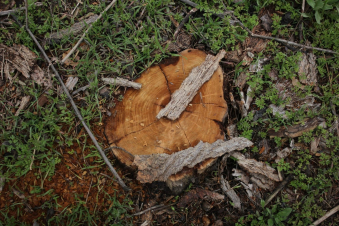 Ներքին Չարբախում ապօրինի հատվել է 2 ծառ. բերման են ենթարկել 2 տղամարդու