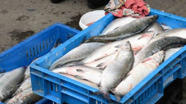 Սևանա լճում սիգի որսի ժամկետը երկարաձգվեց մինչև հոկտեմբերի 15-ը․ ավելացվեց նաև չափաքանակը