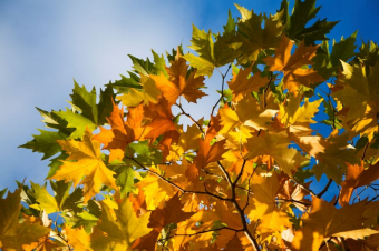 Առանձին շրջաններում սպասվում է անձրև և ամպրոպ․ եղանակը Հայաստանում