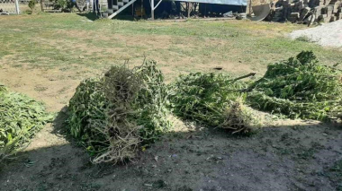 Արտաշատի ոստիկանները թմրամիջոցներ ու զինամթերք են հայտնաբերել