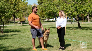 Երևանի բոլոր վարչական շրջաններում ընտանի շների համար կստեղծվեն հատուկ զբոսայգիներ