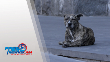 Ընտանի շների համար կստեղծվի հատուկ զբոսայգիներ