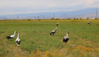 Արագիլների հերթական խումբն է բաց թողնվել Ջրարբի գյուղի դաշտերում