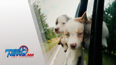 Ընտանի շներն ու կատուները պետք է հաշվառվեն