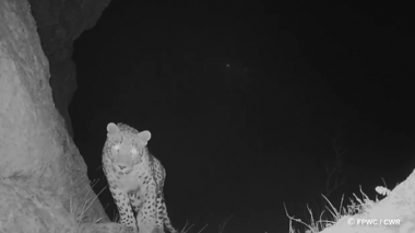 Նովա հովազը վերադարձել է Արարատի մարզ (տեսանյութ)