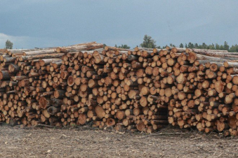 Թալիբներն արգելել են անտառահատումները և փայտանյութի մաքսանենգությունը Աֆղանստանում