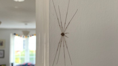 Բրիտանացին խոհանոցում 18 սանտիմետր երկարությամբ սարդ է գտել