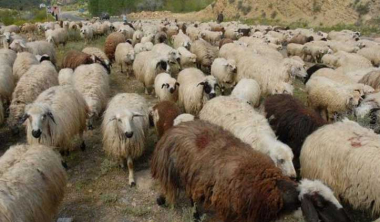 Հակառակորդը հետ է հանձնել Կոռնիձորի բնակչին պատկանող 106 գլուխ ոչխարները․ ձիերիրց երկուսն ինքնուրույն են վերադարձել