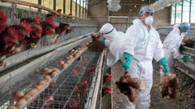 Ճապոնիայում թռչնագրիպի նոր բռնկում է տեղի ունեցել