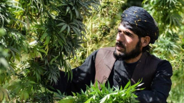 Թալիբներն Աֆղանստանում կանաբիսի վերամշակման ձեռնարկություն են բացում