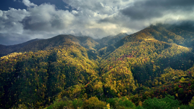 Անտառային ոլորտում շրջադարձային փոփոխություններ են նախատեսվում