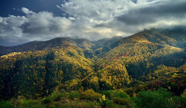 Անտառային ոլորտում շրջադարձային փոփոխություններ են նախատեսվում. Ռոմանոս Պետրոսյան