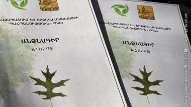 Անձնագրեր՝ Երևանի ամենատարեց ծառերին