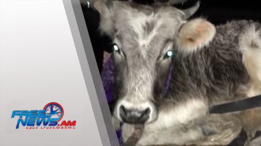 Ճանապարհային ոստիկանները անասնագողության դեպք են բացահայտել. տեսանյութ