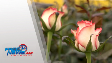 160 մլն դրամ ներդրում՝ ճգնաժամային 2020 թվականին. Արա լեռան լանջին հոլանդական վարդեր են աճեցնում