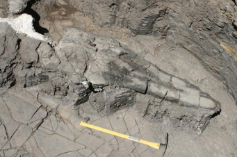 Ավելի քան 17 մետր երկարություն, 45 տոննա քաշ. հսկա ծովային կենդանու բրածոյի հայտնաբերումը նոր էվոլյուցիոն տեսությունների է հանգեցրել (լուսանկար)  