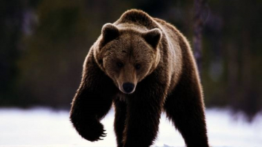 Պատասխանատվություն՝ գորշ արջ սպանելու համար. ՇՄՆ-ն անդրադարձել է Օհանավան գյուղում տեղի ունեցած դեպքին