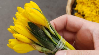 Մայրաքաղաքի փողոցներում վաճառվում է Կարմիր գրքում գրանցված ծաղկի վերացող տեսակը