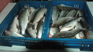 Ձվադրման և արդյունահանումն արգելված ժամանակահատվածում սիգի վաճառքով զբաղվող անձինք են հայտնաբերվել