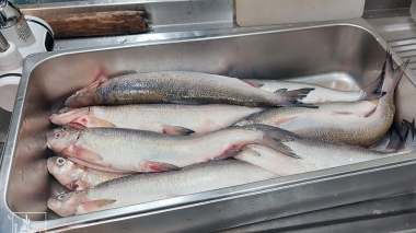 Առգրավվել է Երևանի փողոցներում վաճառվող ավելի քան 300 կգ սիգ տեսակի ձուկ