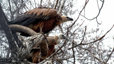 Երևանի քաղաքապետարանն արձագանքել է Կենդանաբանական այգում կենդանիների անկման մասին լուրերին