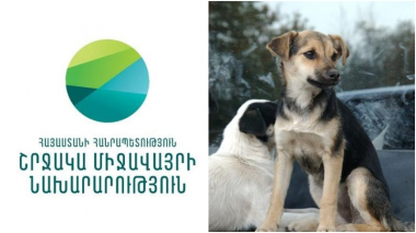 Պետք է կարևորել համայնքներում թափառող կենդանիների վնասազերծման կենտրոնների ստեղծումը․ քննարկում թափառող կենդանիների խնդրի շուրջ