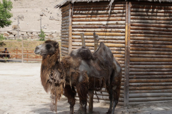 Փորձել են թունավորել կենդանաբանական այգու ուղտին և 2 կոալաներին․ shamshyan.com