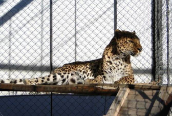 Երևանի Կենդանաբանական այգում յագուար է սատկել