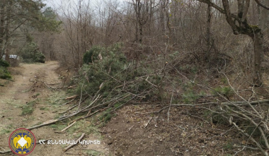 Տավուշի մարզում ապօրինի ծառահատում է կատարվել