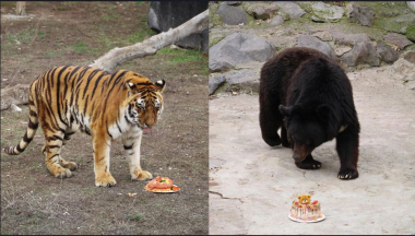 Գերդան իր սիրելի մսով տորթը համտեսեց, իսկ Ֆրունյան՝ բանջարեղենովը. Մարտի 8-ը կենդանաբանական այգում 