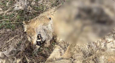 Հայտնաբերվել է ապօրինի զենքով կատվազգի կենդանուն կրակած երիտասարդը (տեսանյութ)