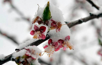 Ծառերի ցրտահարման վտանգ կա. Մեղրիի համայնքապետարանը ահազանգում է