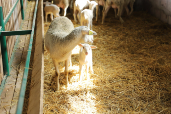 Ազատանում բացվել է «Մաքի» տոհմային ոչխարաբուծության գենետիկ կենտրոն