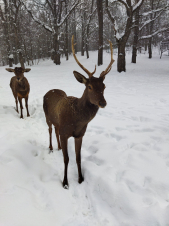 «Մեր եղջերուներն այսօր»․ Դիլիջան Ազգային Պարկ